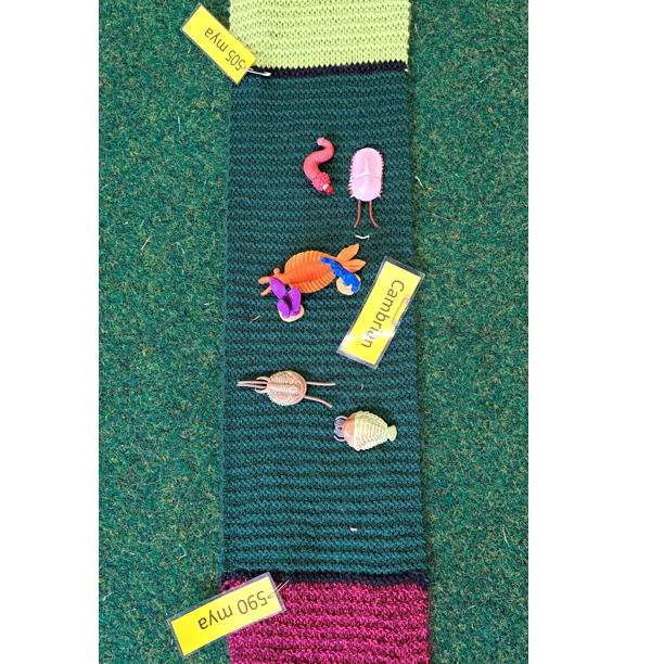 Cambrian animal models on knitted time line.