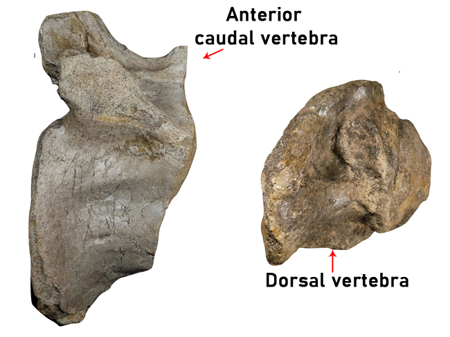 Vertebrae from the Isle of Wight Spinosaurid