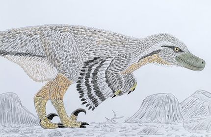Female Velociraptor drawing from "Prehistoric Planet".