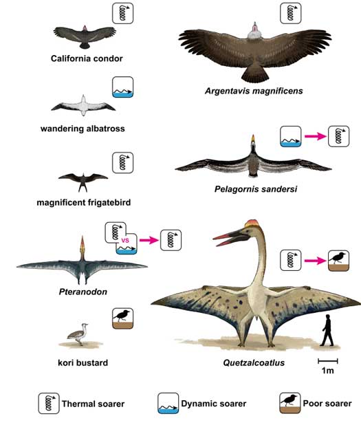 Comparing the soaring capabilities of giant birds and pterosaurs.