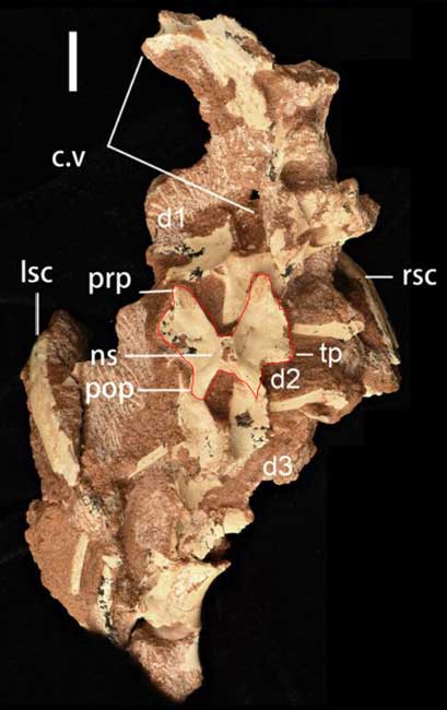 Tulang fosil Papiliovenator neimengguensis.