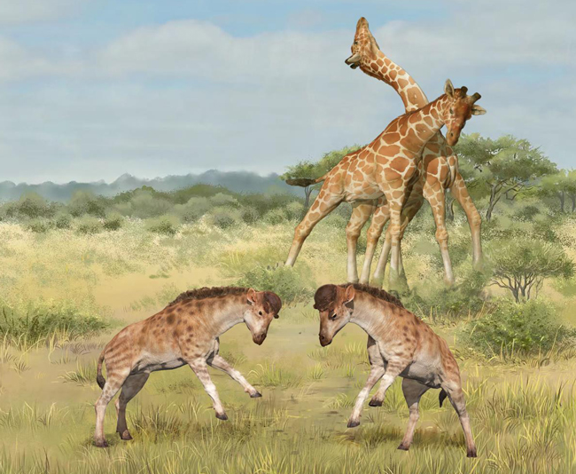 Intra-specific combat in giraffoids.