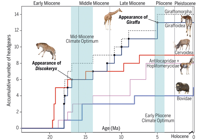 The evolution of complex head ornamentation in giraffomorphs.