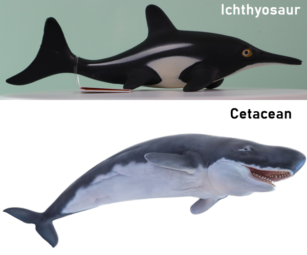 Ichthyosaur compared to a cetacean.