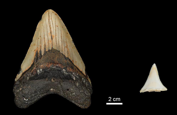 Tooth comparison Megalodon and Great White Shark