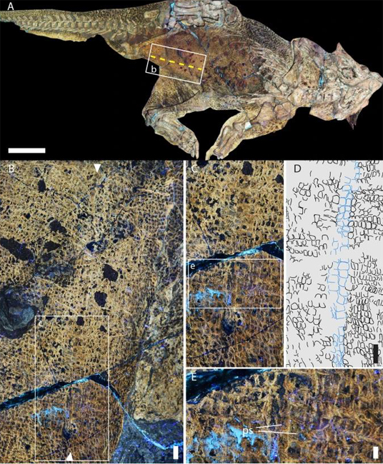Senckenberg specimen of Psittacosaurus reveals umbilical scar