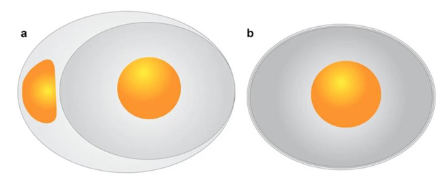 Unusual pathologies in amniote eggs.