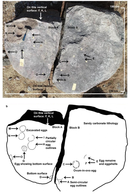 Photograph of titanosaur next P7 and explanatory diagram.