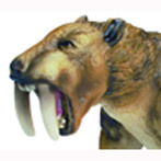 A Picture of a Sabre-Toothed Cat